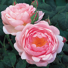 Роза английская парковая Сцептерд Айл