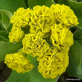 Примула (Первоцвет) Ушковая Forest lemon