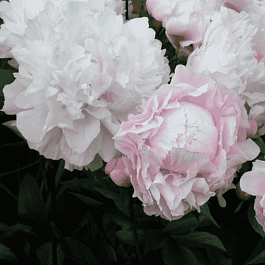 Пион Молочноцветковый Lady Alexandra Duff