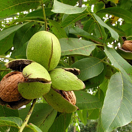 Орех грецкий