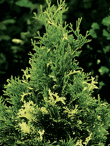 Туя западная Variegata