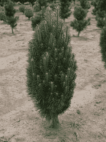 Сосна чёрная Richard