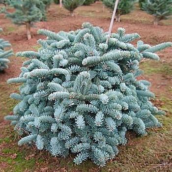 Пихта высокая Glauca
