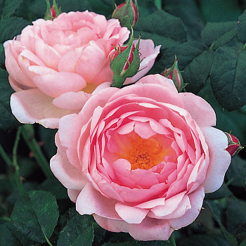 Роза английская парковая Сцептерд Айл