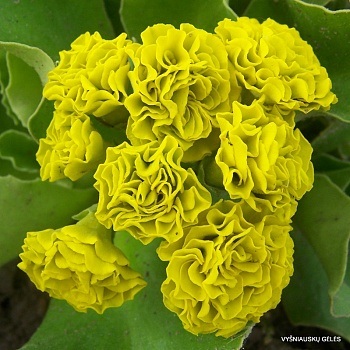 Примула (Первоцвет) Ушковая Forest lemon