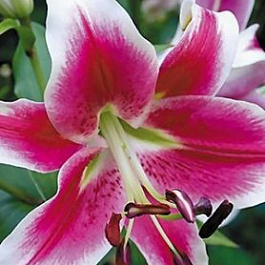 Лилия ОТ-гибрид Кэнди Клаб