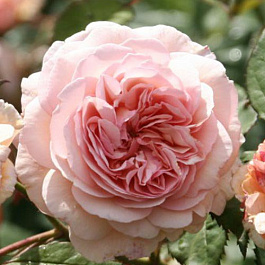 Роза плетистая Клайминг Кимоно