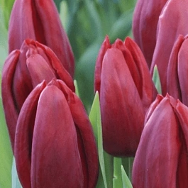 Тюльпан Strong Love