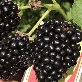 Ежевика Prime Ark 45