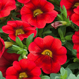 Калибрахоа Calita Scarlet