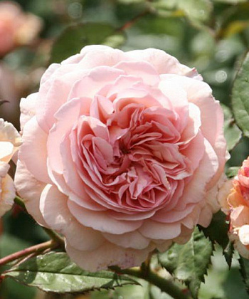 Роза плетистая Клайминг Кимоно