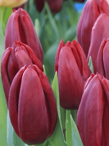 Тюльпан Strong Love
