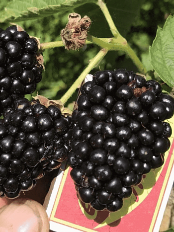 Ежевика Prime Ark 45