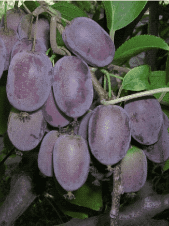 Актинидия коломикта Сиреневый туман