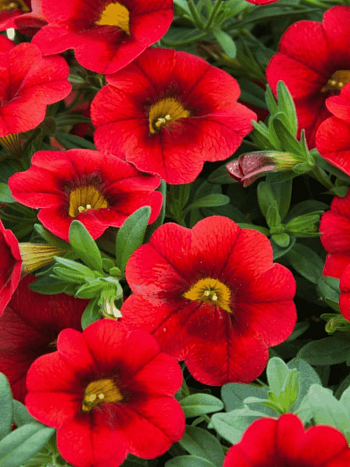 Калибрахоа Calita Scarlet