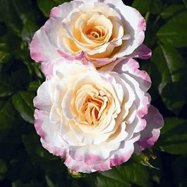 Роза чайно-гибридная  Aquarell