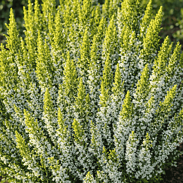 Вереск обыкновенный Darts Parrot