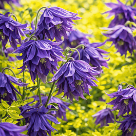 Клематис LUMINOUS® DUSK