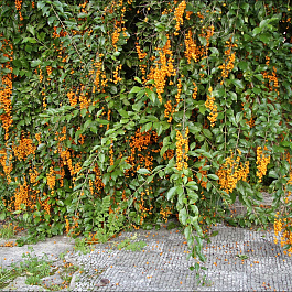 Древогубец круглолистный Диана (женский) Древогубец круглолистный Диана (женский)