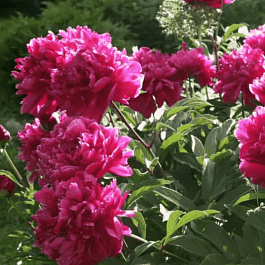 Пион Молочноцветковый Karl Rosenfield