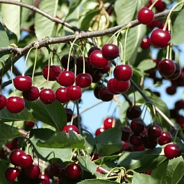 Черешня Тютчевка