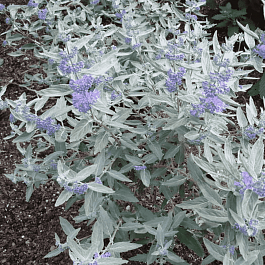 Кариоптерис кландоненсис Sterling Silver