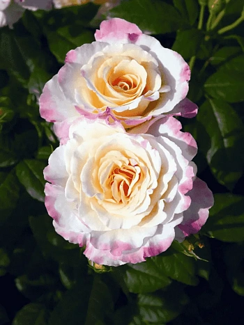 Роза чайно-гибридная  Aquarell