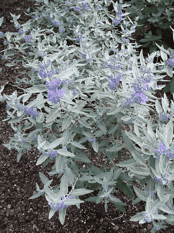 Кариоптерис кландоненсис Sterling Silver