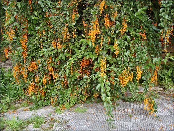 Древогубец круглолистный Диана (женский)