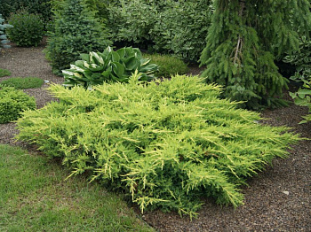 Можжевельник средний Голдкиссен