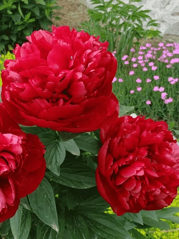 Пион Молочноцветковый Adolphe Rousseau