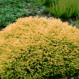 Туя западная Golden Tuffet