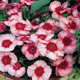 Гвоздика Супер Партфайт Строберри