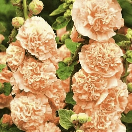 Мальва розовая Chater's Double Salmon Pink