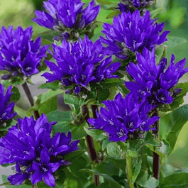 Колокольчик скученный