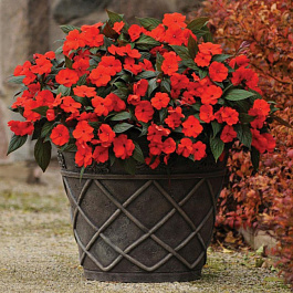 Бальзамин ново-гвинейский Дивайн Ред Бальзамин ново-гвинейский Дивайн Ред