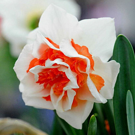 Нарцисс махровый Реплит