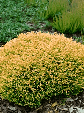 Туя западная Golden Tuffet