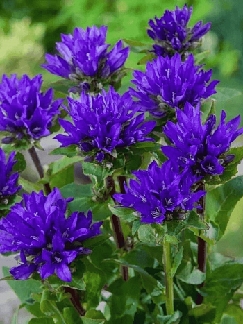 Колокольчик скученный