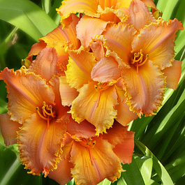 Лилейник гибридный Кенел Мастард