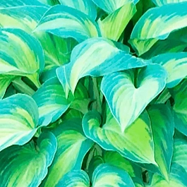 Хоста Super Nova