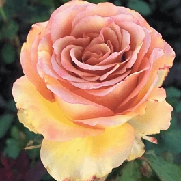 Роза чайно-гибридная Marrakech