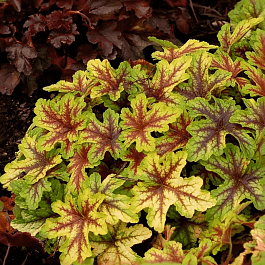 Гейхера Alabama sunrise