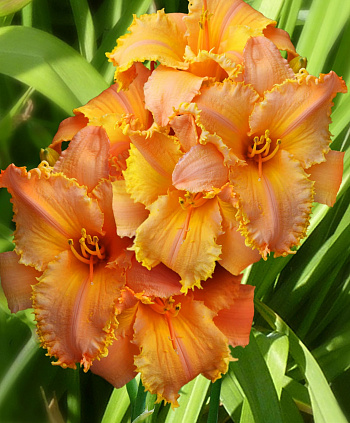 Лилейник гибридный Кенел Мастард