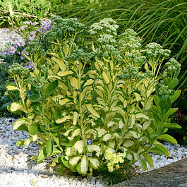 Седум белорозовый Медиовариегата