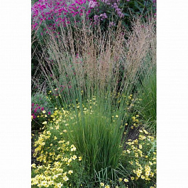 Молиния тростниковая Морхекс