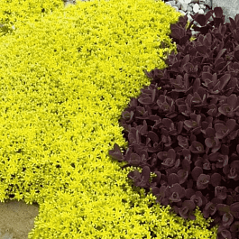 Очиток едкий Yellow