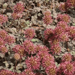 Ацена мелколистная Kupferteppich