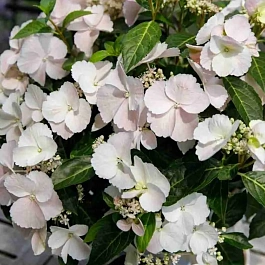 Гортензия пильчатая  Runaway Bride Snow White