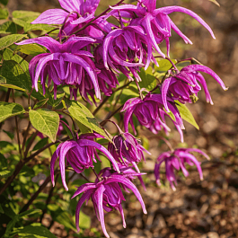 Горянка крупноцветковая Red Beauty